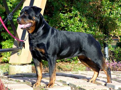 Rottweiler Wallpapers Keywords Here