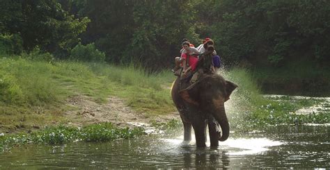 Nepal Jungle Safari Tours Paradise For Adventure