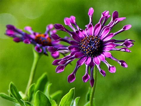 Lets Enjoy The Beauty African Daisy Flower One Of The Worlds Most