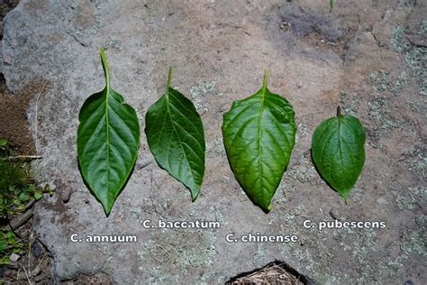 How To Identify Different Types Of Pepper Plants Pepper Geek