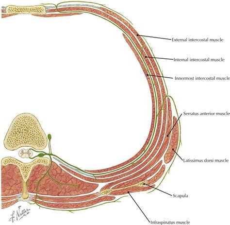 Back Muscles Anatomy Ct Ct Neck Axial Anatomy Radiologypicscom