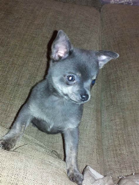 Blue Chihuahua Puppy For Sale Petsidi