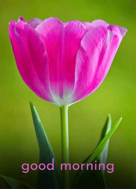 220 Good Morning Tulip Images Tulip Flower Good Morning Images