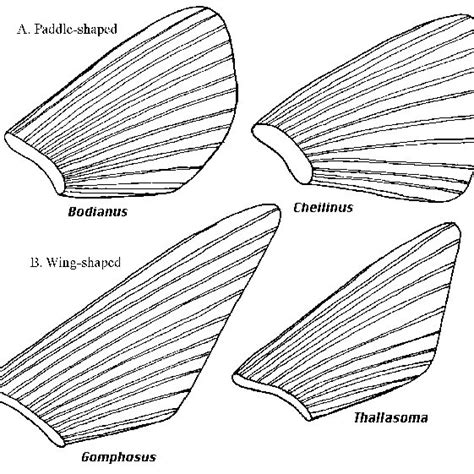 Diversity Of Pectoral Fin Shapes A Broad Paddle Shaped Fins B