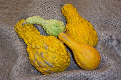 Yellow Gourds Squash Free Stock Photo Public Domain Pictures