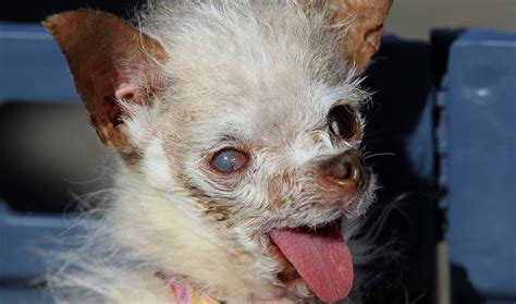 Yoda Worlds Ugliest Dog Dies At 15 The World From Prx