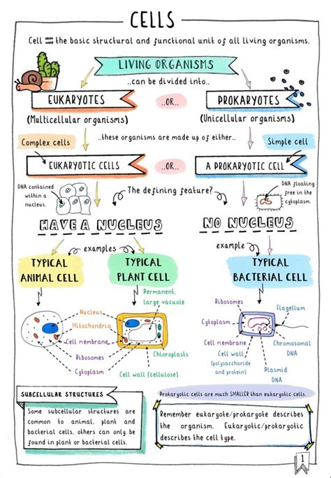 gcse biology revision notes comparing animal plant