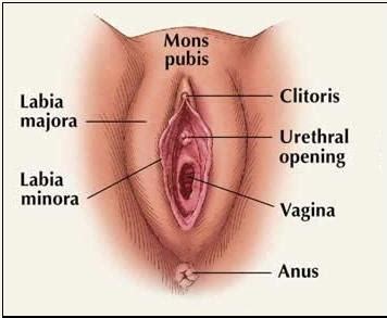 Anatomy Of The Vulva Drawing Shows The Mons Pubis Sexiezpicz Web Porn