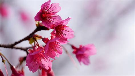 Hd Wallpaper Close Up Photo Of Pink Cherry Blossom Yangmingshan