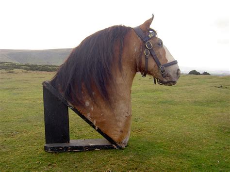 Taxidermy Clydesdale Shire Horse Honest Tom Rob Derrick Flickr