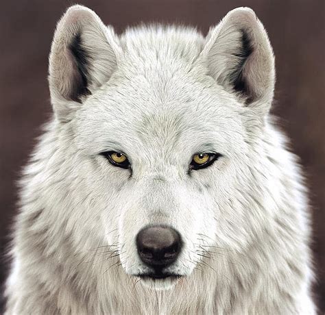 White Wolf Hd