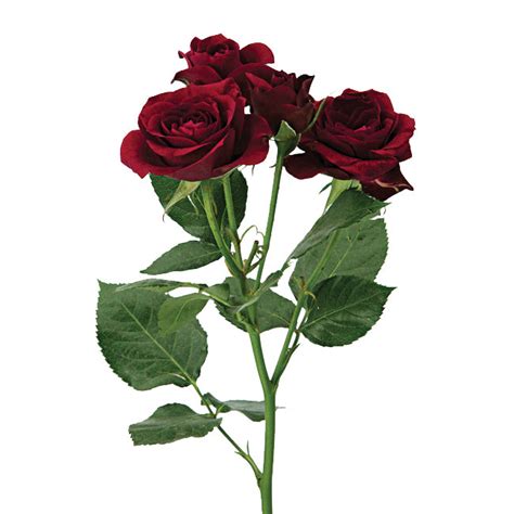 Red And Burgundy Bulk Wedding Flowers Rubicon Spray Roses
