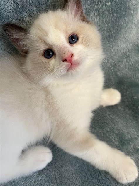 Ragdoll Kittens Available Now Special Pricing Ragdollkids