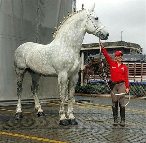 The Size Of This Absolute Unit Of A Horse Rhumanforscale