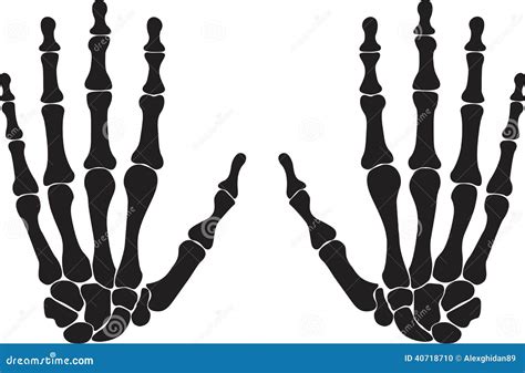 Hand Skeleton Stock Vector Illustration Of Pieces Body 40718710