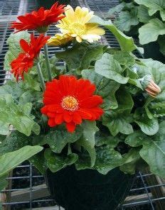 The seasonal aisle the gerbera plant is the spring flower of the year. How To Grow Gerbera Daisies Indoors | Gerbera, Gerbera ...