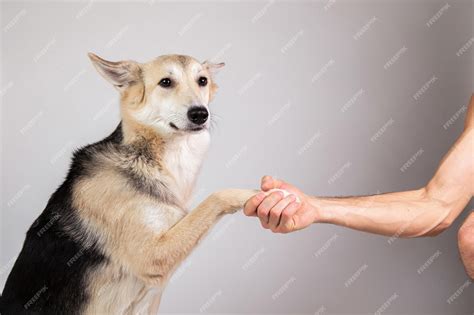 Dogs With Human Hands