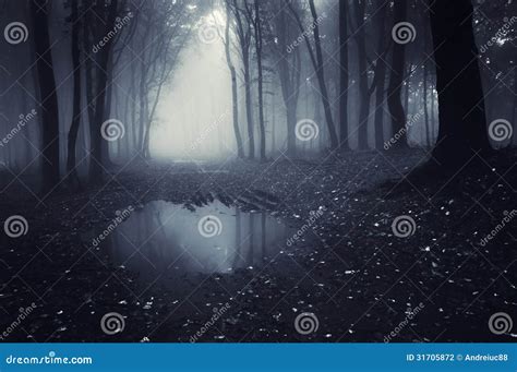 Foresta Scura Con Nebbia Ed Il Lago Blu Fotografia Stock Immagine Di
