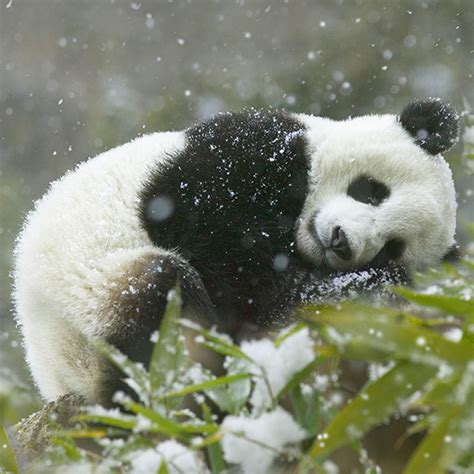 Trend Populer Cute Baby Panda Snow