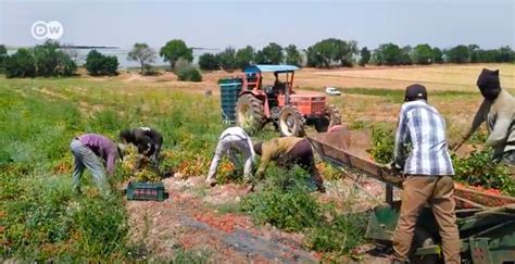 Tomatoes And Greed The Exodus Of Ghana S Farmers Fraudstorytelling