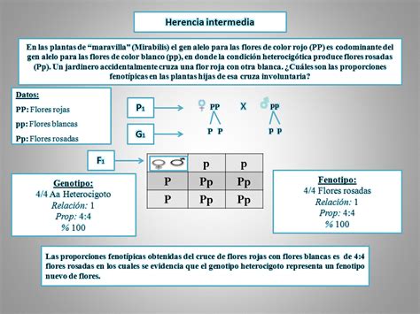 Los Misterios De La Gen Tica Herencia Intermedia Y Codominancia 134568