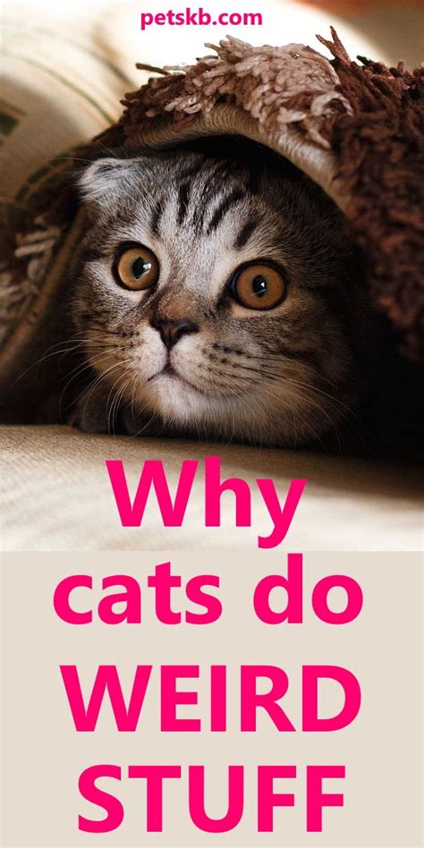 15 Weird Cat Behaviors Explained Cat Behavior Crazy Cats Cat Facts