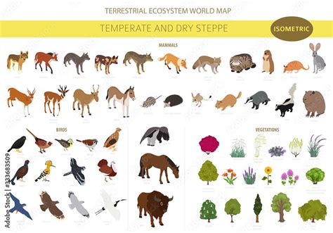 Temperate And Dry Steppe Biome Natural Region Isometric Infographic