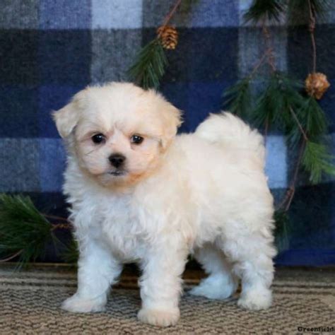 Coton De Tulear Mix Puppies For Sale Greenfield Puppies