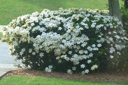 Vediamo le piante con fiori bianchi più belle e facili da coltivare, sia in vaso sul balcone che nel giardino per un angolo verde. Siepi Con Fiori Bianchi E Profumati
