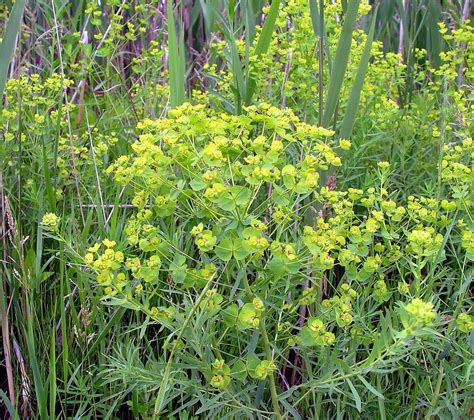 Leafy Spurge Summit County Ut Official Website
