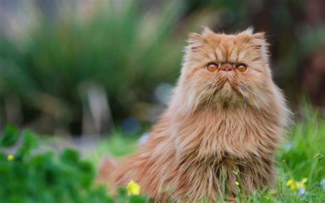 Donald yaremko / 500px / getty images adorable female persian cat names. Persian Cat Breed Profile | Australian Cat Lover