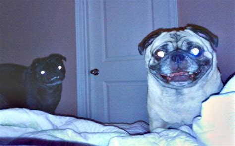 Dad Sets Up Hidden Camera To Find Out Why Dog Stares At Him All Night