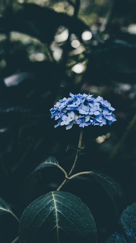 We hope you enjoy our growing collection of hd images to use as a background or home screen for your smartphone or computer. Wallpaper Iphone Aesthetic | Gambar Wallpaper