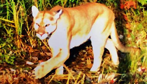 Cougar Shows Up On Trail Camera Waupaca County Post