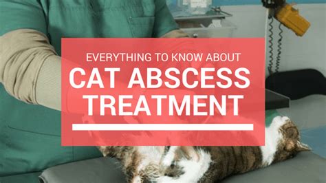 Cat Abscess Treatment Everything You Need To Know Cats Are On Top