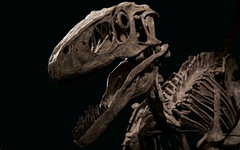 Raptor The Most Complete Deinonychus Skeleton Ever Found Christies