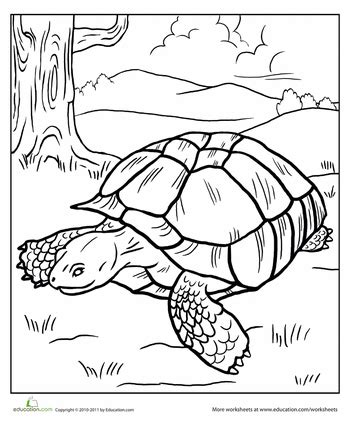 Free printable tortoise coloring pages. Tortoise | Worksheet | Education.com | Coloring pages ...