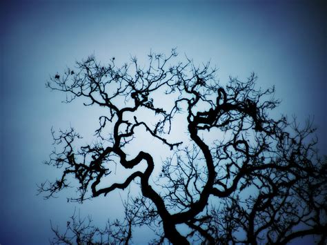 Curly Leafless Tree Against Blue Sky Zwz Picture