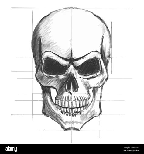 Skull Pencil Sketch Vector Stock Vector Image And Art Alamy