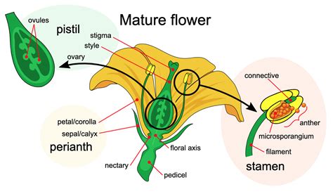 Pollination Diagram
