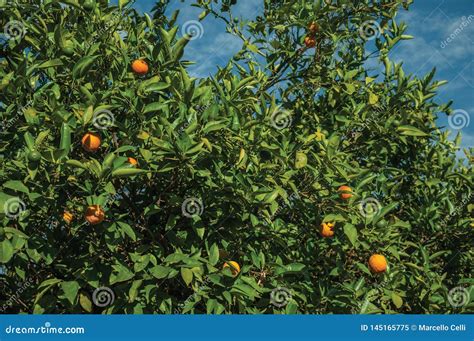 Ripe Oranges On Branches In A Farm Stock Image Image Of Tree Thicket