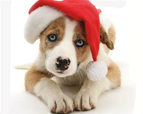 Download Muzzle Christmas Santa Hat Cute Dog Animal Puppy Hd Wallpaper