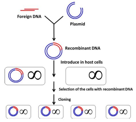 Construction And Cloning Of Recombinant Dna Molecules Adapted From