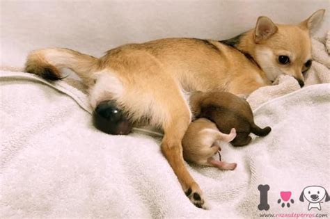 ¿cuánto Dura El Embarazo De Un Perro