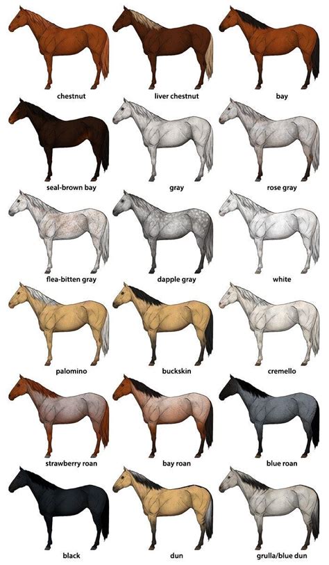 How To Draw Horses Horse Coat Colors Chart Horse Coat Colors Horse