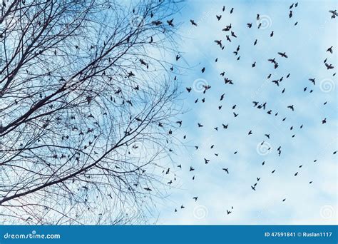 Large Flock Of Birds Is Flying Stock Image Image Of Nature Birds