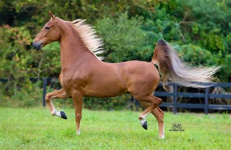 Horse Breed American Saddlebred
