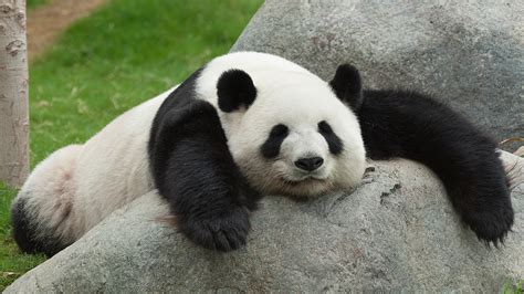 Cute Panda Bears Animals Photo 34915014 Fanpop