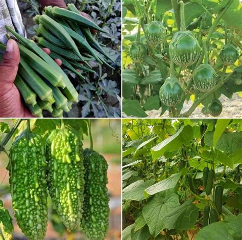 Vegetable Farming Business Plan for High Yield and Profits | Agri Farming