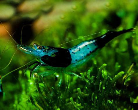 Carrying Carbon Rili Shrimp Neocaridina Davidi Garnelio En